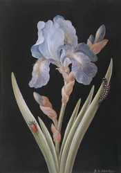 PD.328-1973 Iris germanica z gąsienicą i chrząszczem (gwasz na welinie)